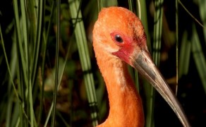 L’ibis se pare de rouge