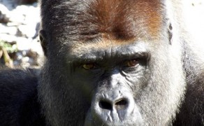 Gorille un brin contrarié